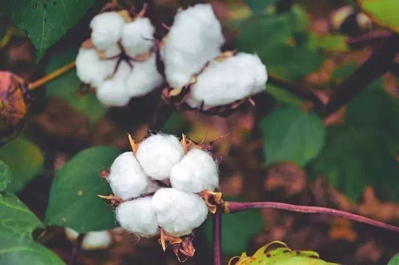 金年会|jinnianhui医纺